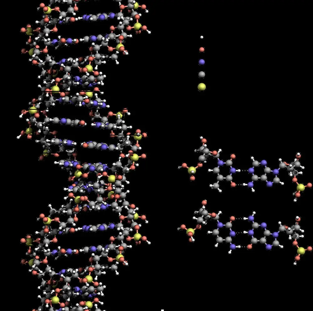DNA 双螺旋