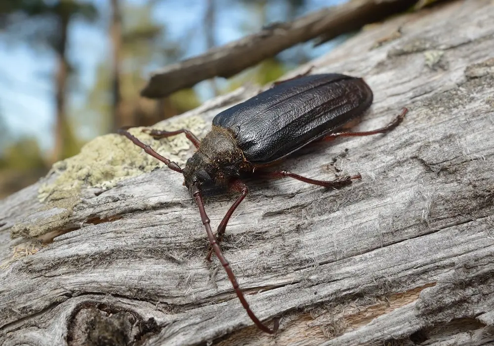 Tragosoma depsarium